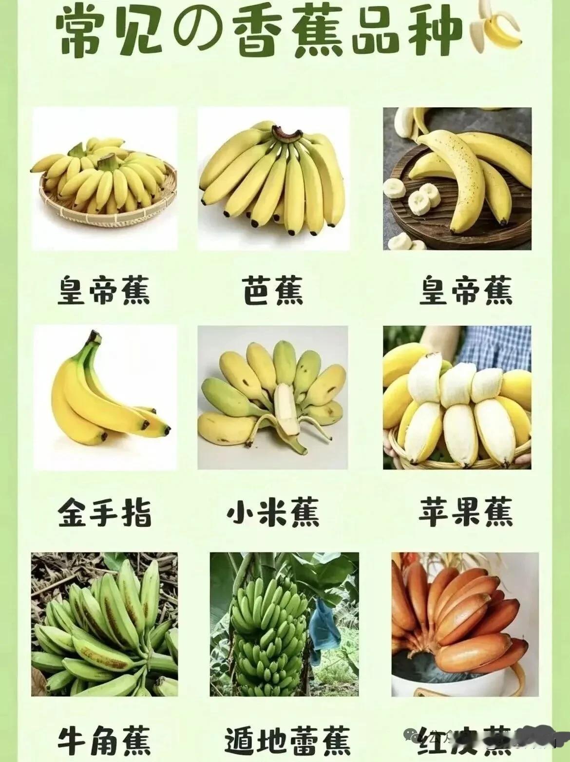 常见香蕉品种
香蕉是常见水果，品种还不少。最常见的当属香牙蕉，它产量高、口感好，