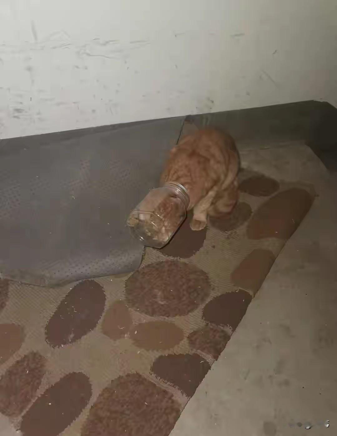 真的是好奇害死猫，这天一位小姐姐下班回家，当她走到楼梯上的时候，听到了非常古怪的