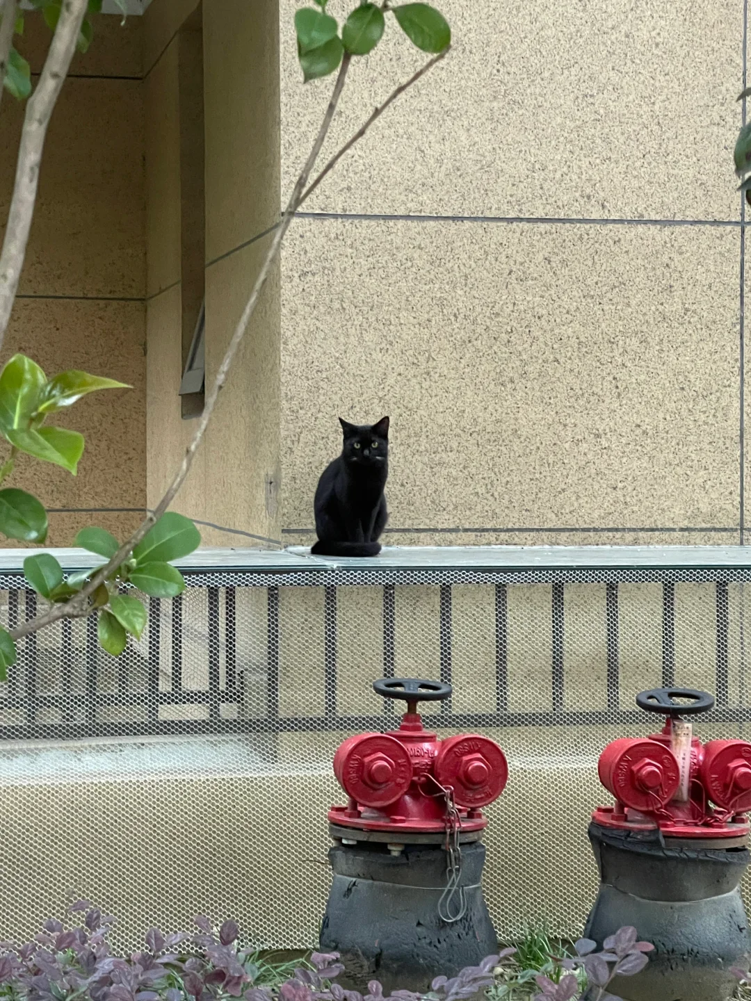 黑猫警长！！🐈‍
