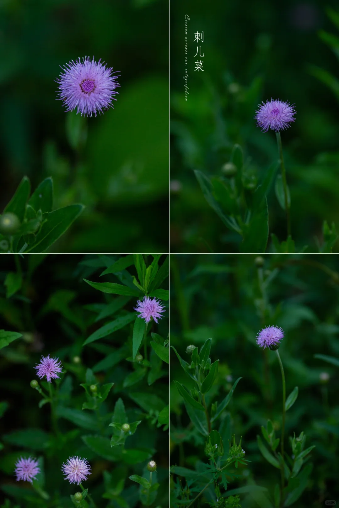 这个周末想去哪里拍花|刺儿菜