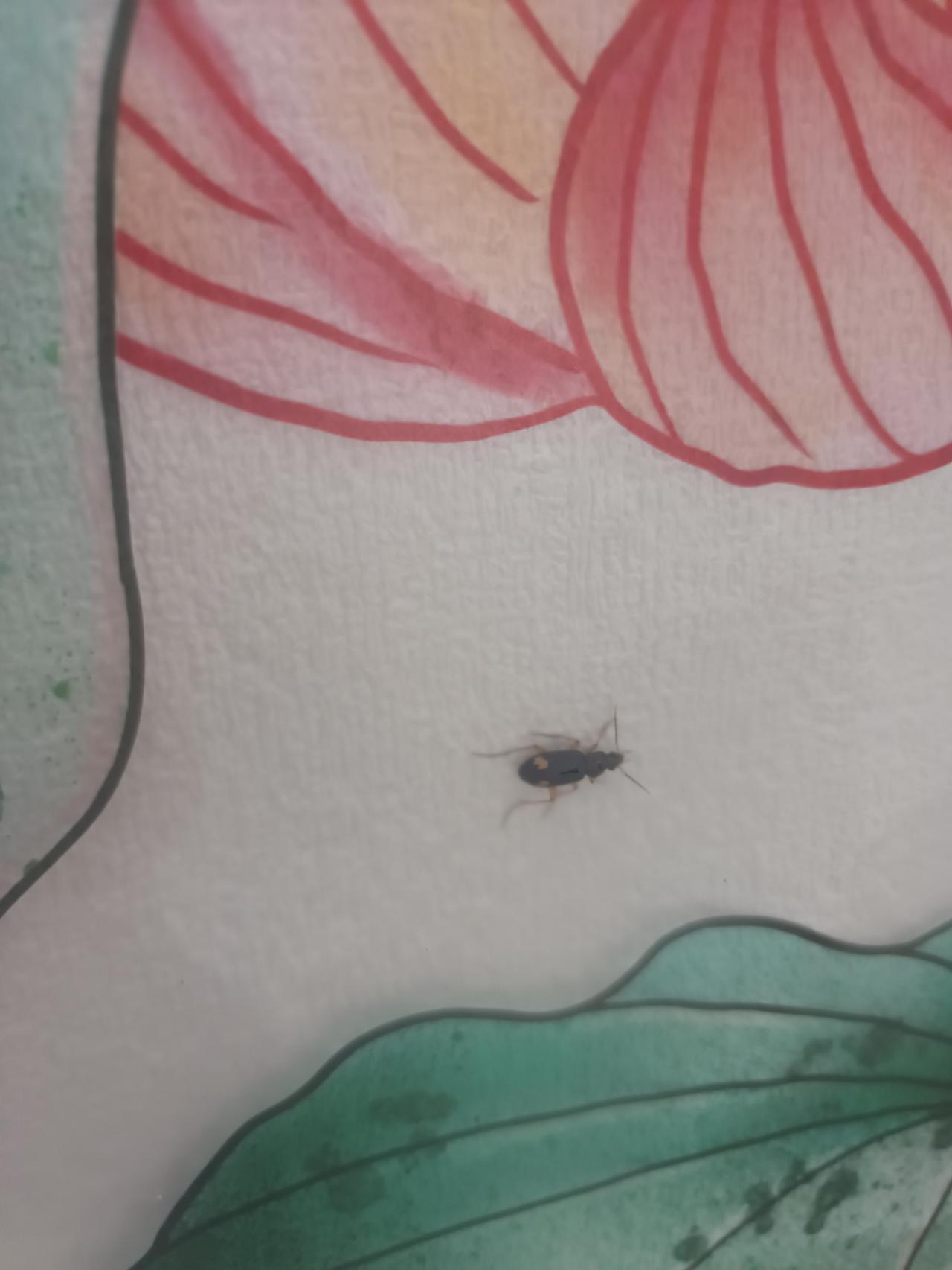 你敢相信吗？这只虫子在这里已经呆了三天三夜。
到底什么原因？他在等什么？