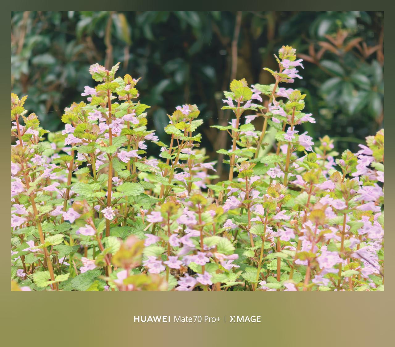 华为Mate70 Pro+镜头下的这株小花，粉紫色细碎花瓣缀满枝头，与嫩绿叶片相