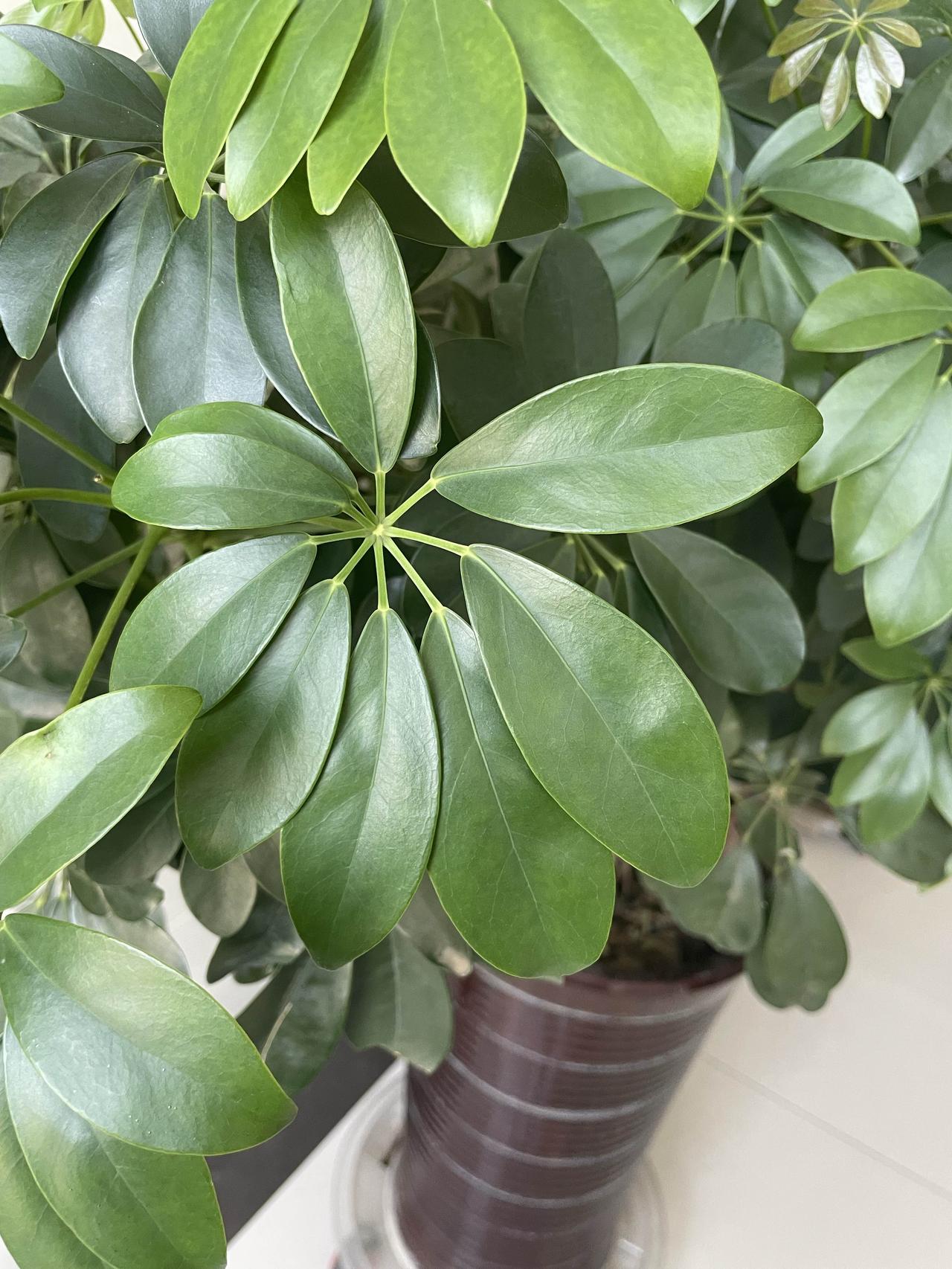 感觉过一段时间就会进入一个死胡同，
又到了写什么都没有灵感，
也没有阅读量的时候