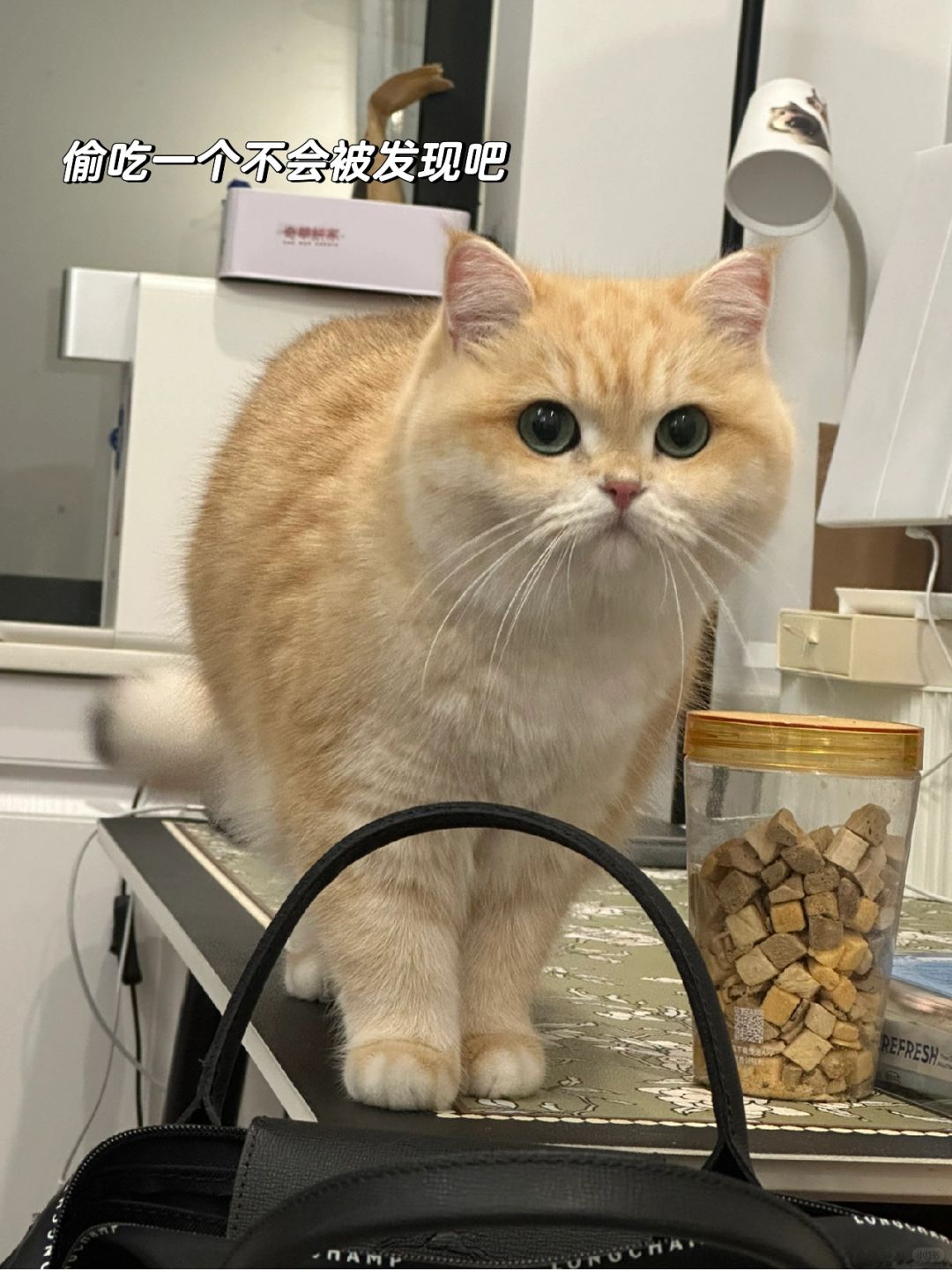 小猫咪就是每天都奇奇怪怪吖👀