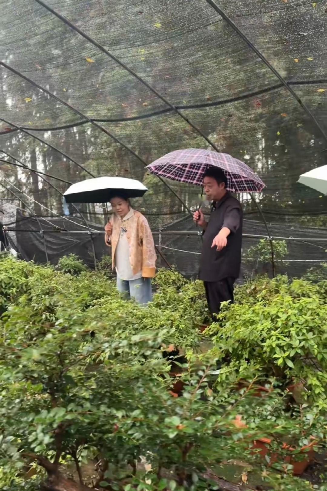 许妈更新视频：约好友，冒细雨挑盆景。

国庆佳节，难得的空闲时间，许妈姚爸两个人