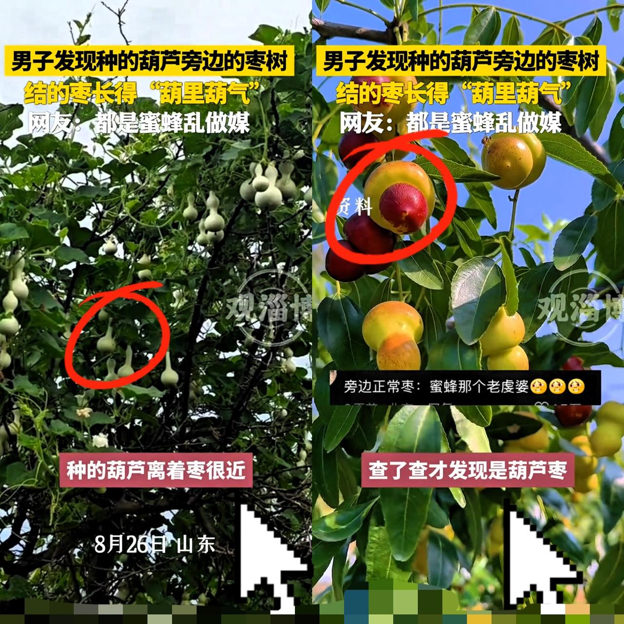 这次彻底解释不清了！
山东这位大哥估计要懵圈啦！
他本在枣树旁种葫芦，没想到枣树