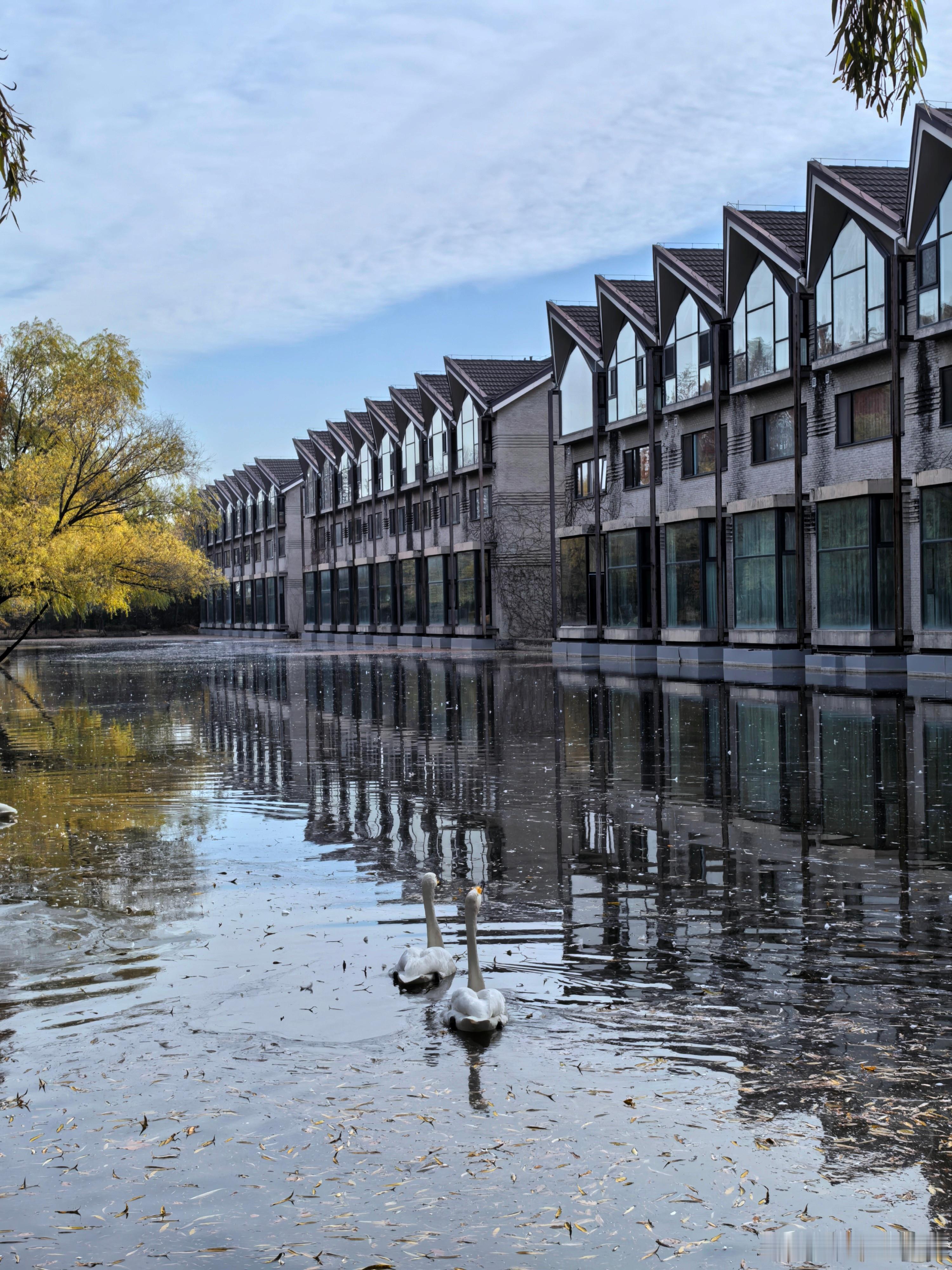 冬已至，秋未央。蓝天白云下的北京紫玉山庄… 摄影