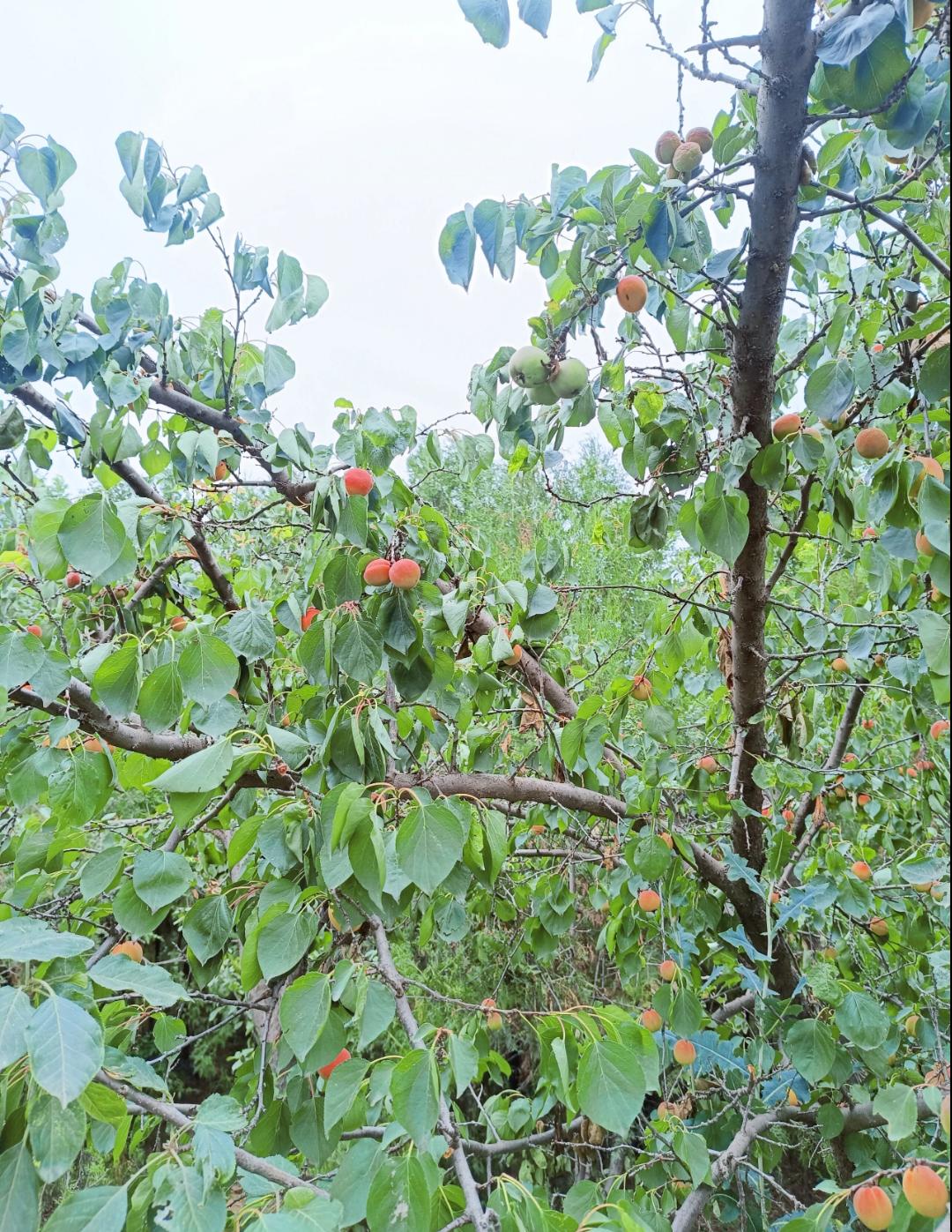 一棵杏子树，勾起我的童年回忆

我七八岁的时候，暑假会去小姑家，小姑家那时候还没