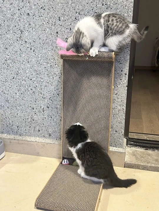 小气的人只买了最小号的猫抓板为了省钱只入手最小号猫抓板，看着小巧不占地方，实则猫