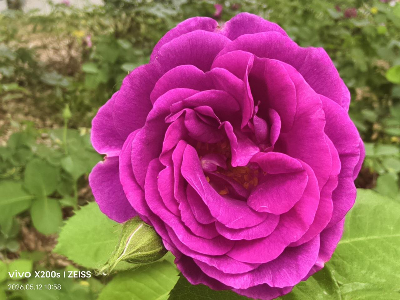 随手一拍花朵美各色玫瑰花盛开迷闲人。