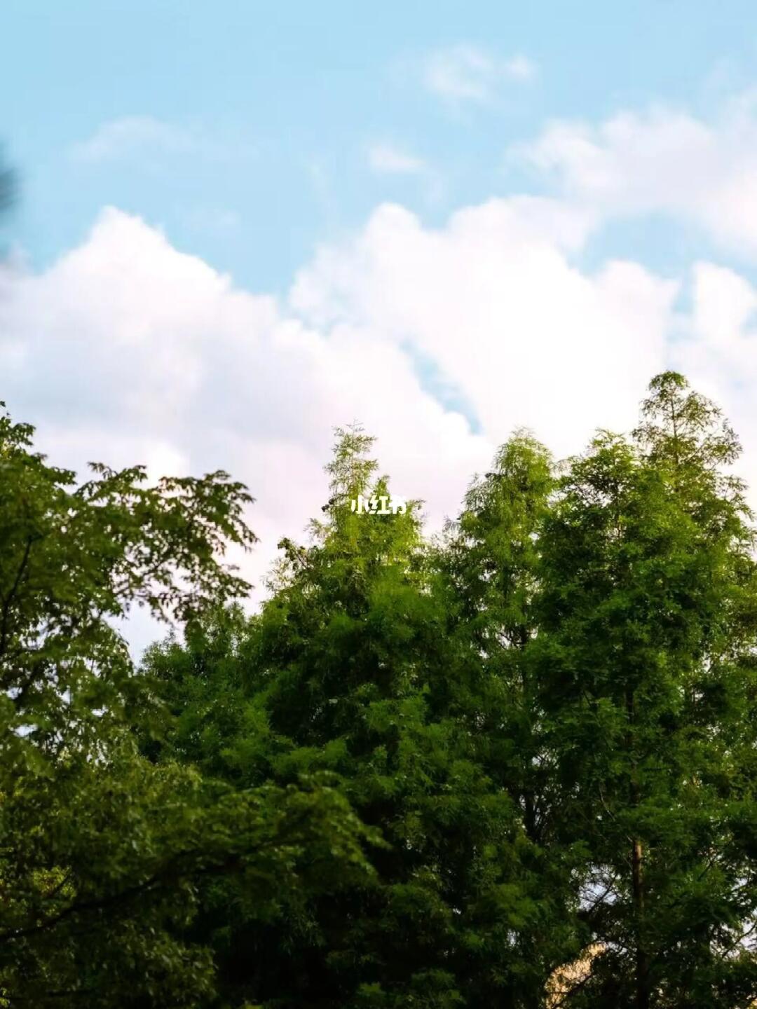 清早的天空和树🍃