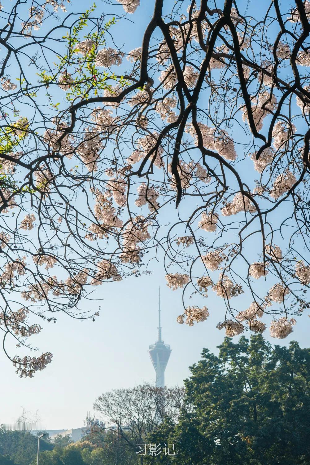 泡桐树开花太美啦！

去年没赶上，去晚了。
今年赶上了，去早了。
今天去的时候只