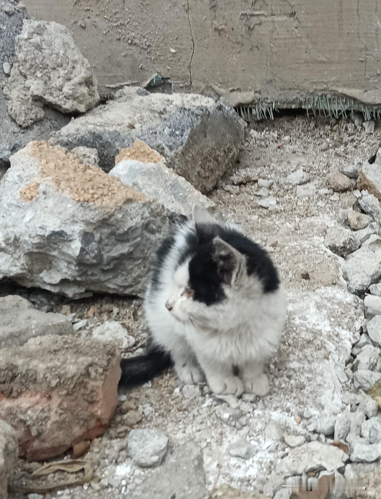 孤独的小猫
秋风渐冷，楼前乱石堆里蹲着这只刚满月的黑白小花猫。小小的身子裹着蓬松