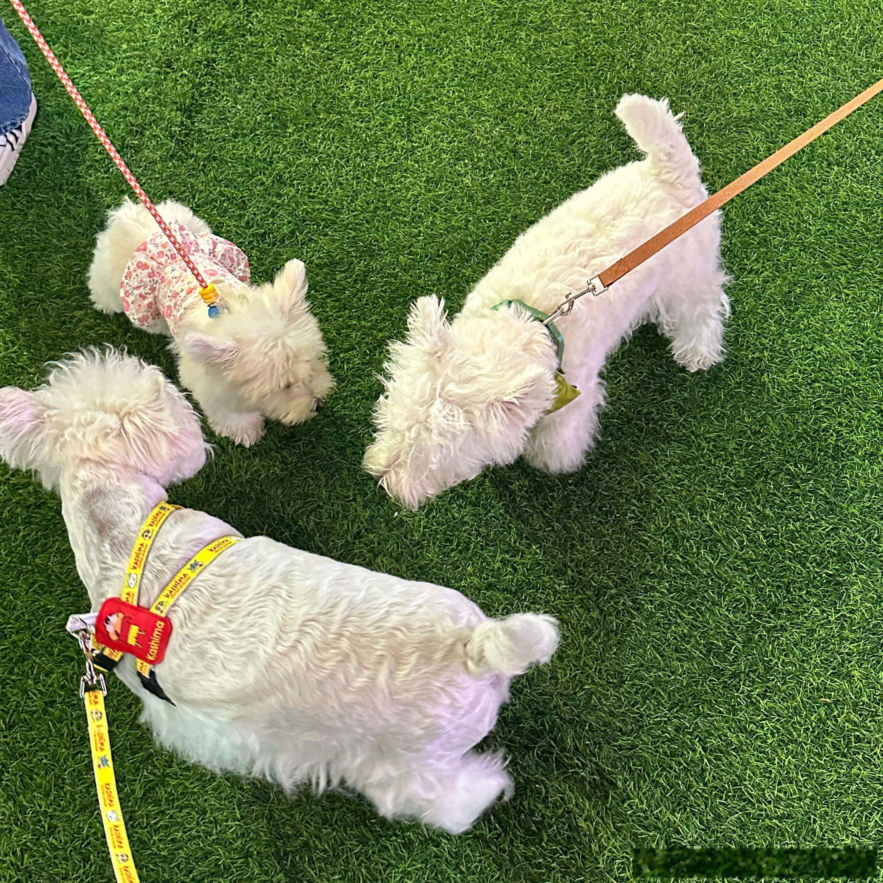 不呆比别的西瓜地还要大只的小呆🐶 