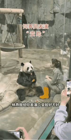 熊猫看见“猪八戒”当场笑翻，原来快乐真的能传染
 
谁能想到，一个简单的猪八戒面