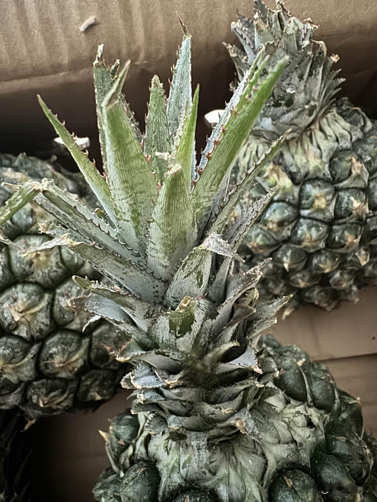 有没有海南的朋友，帮我看看这是凤梨还是菠萝？商家说这是凤梨，可据我所知凤梨叶子是