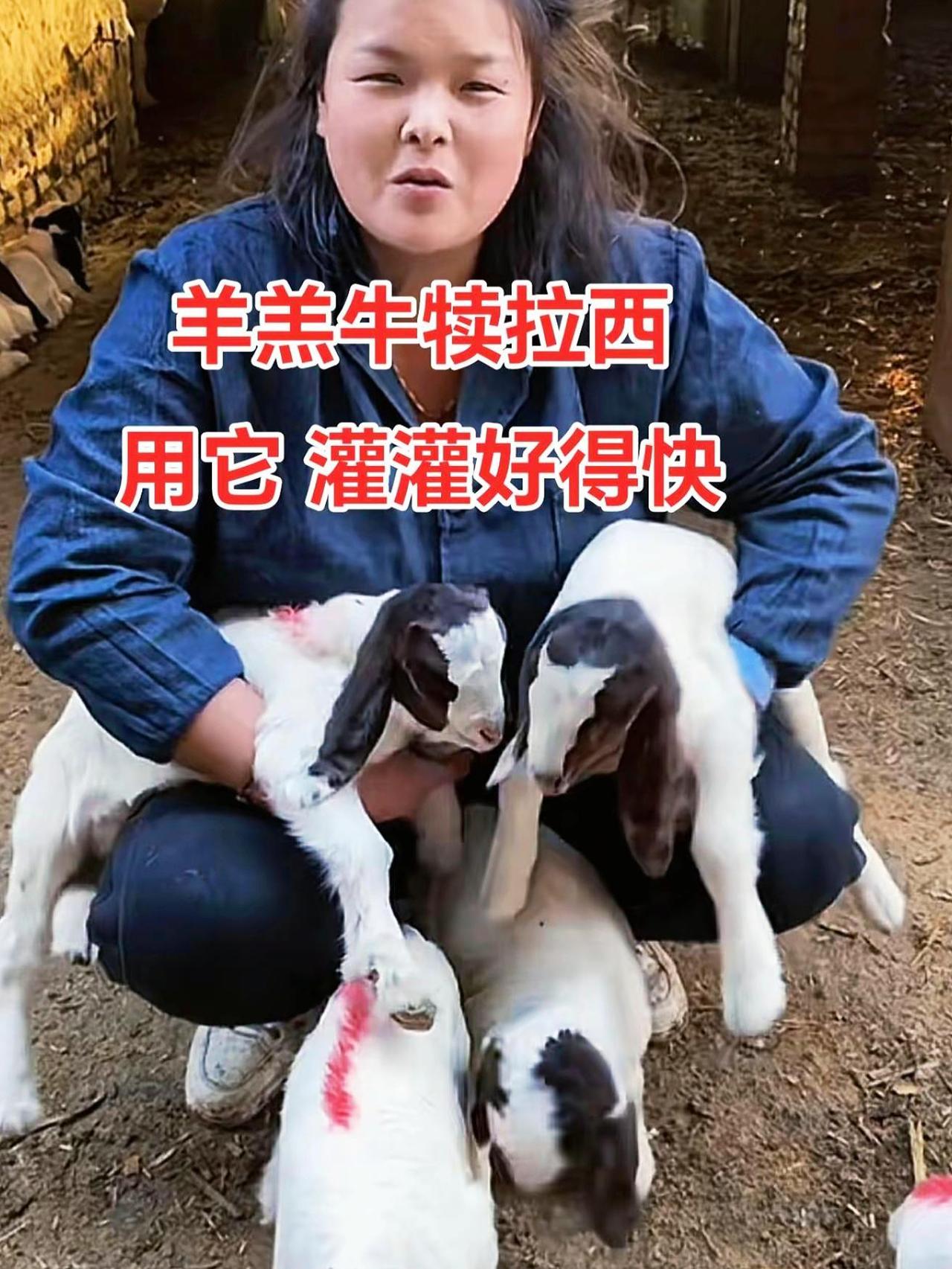 养羊人 牛羊养殖 养殖场专用