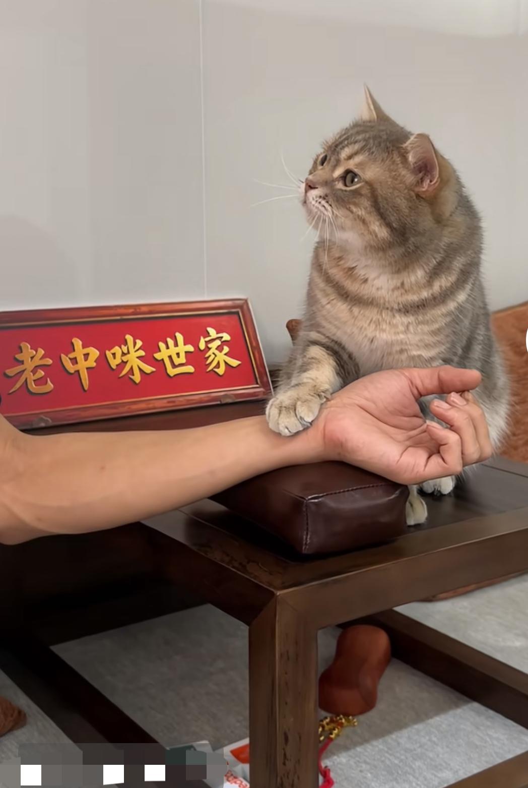 和谐共处
猫咪看病很认真，
望闻问切不走神。
仔细把脉为患者，
让人觉得很温馨。
