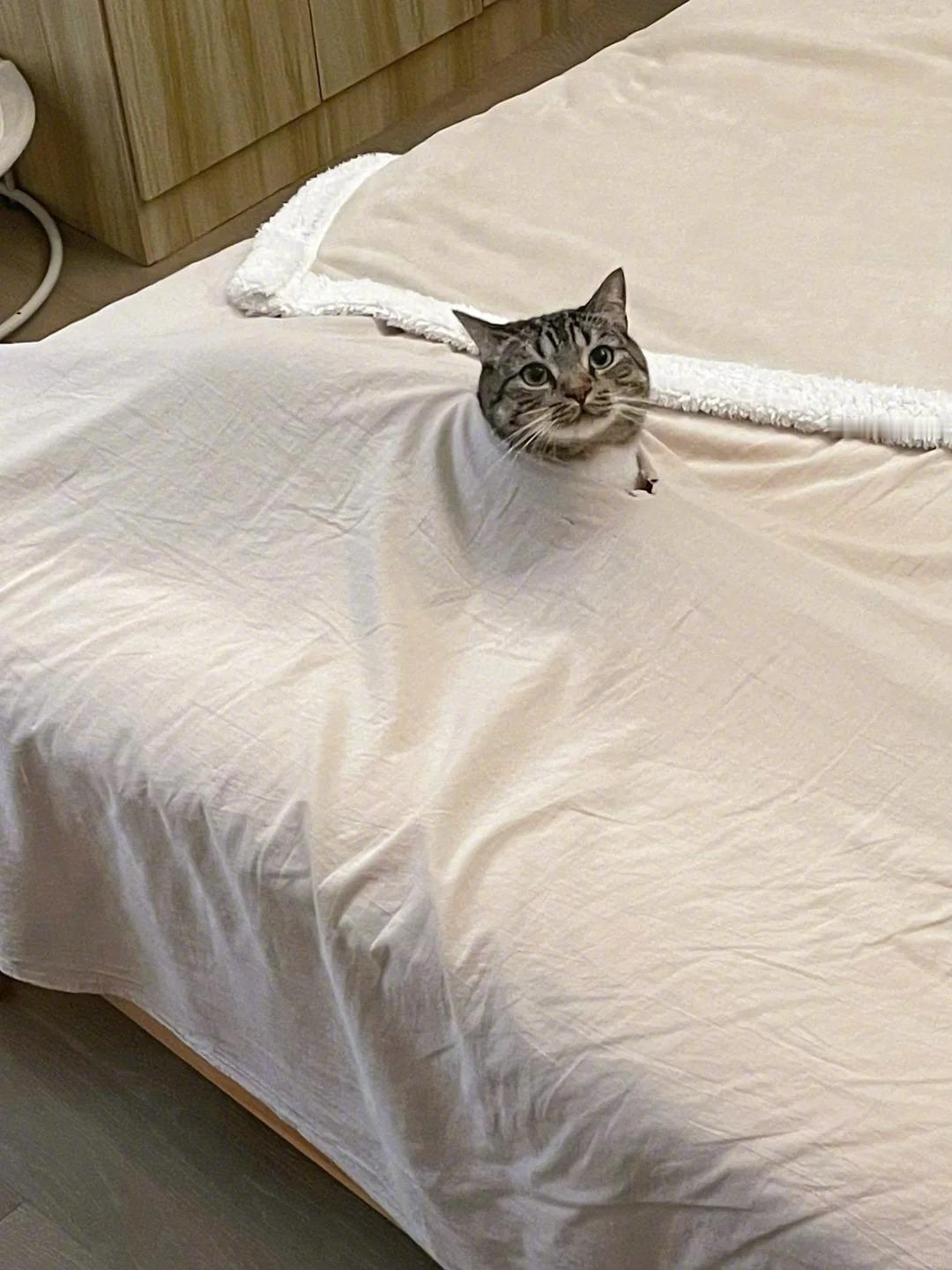 #被单的洞里长猫了# 宝宝怎么会有错呢，不就是把妈妈的床单弄出个大洞吗，宝宝一点