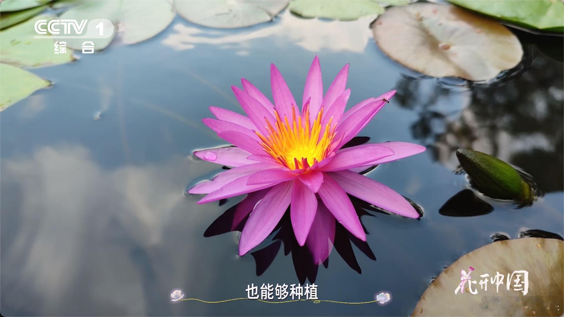 17岁少年在家种出冠军睡莲不怕冷也不怕热的花 植物界的“认知突破”！谁说睡莲只能