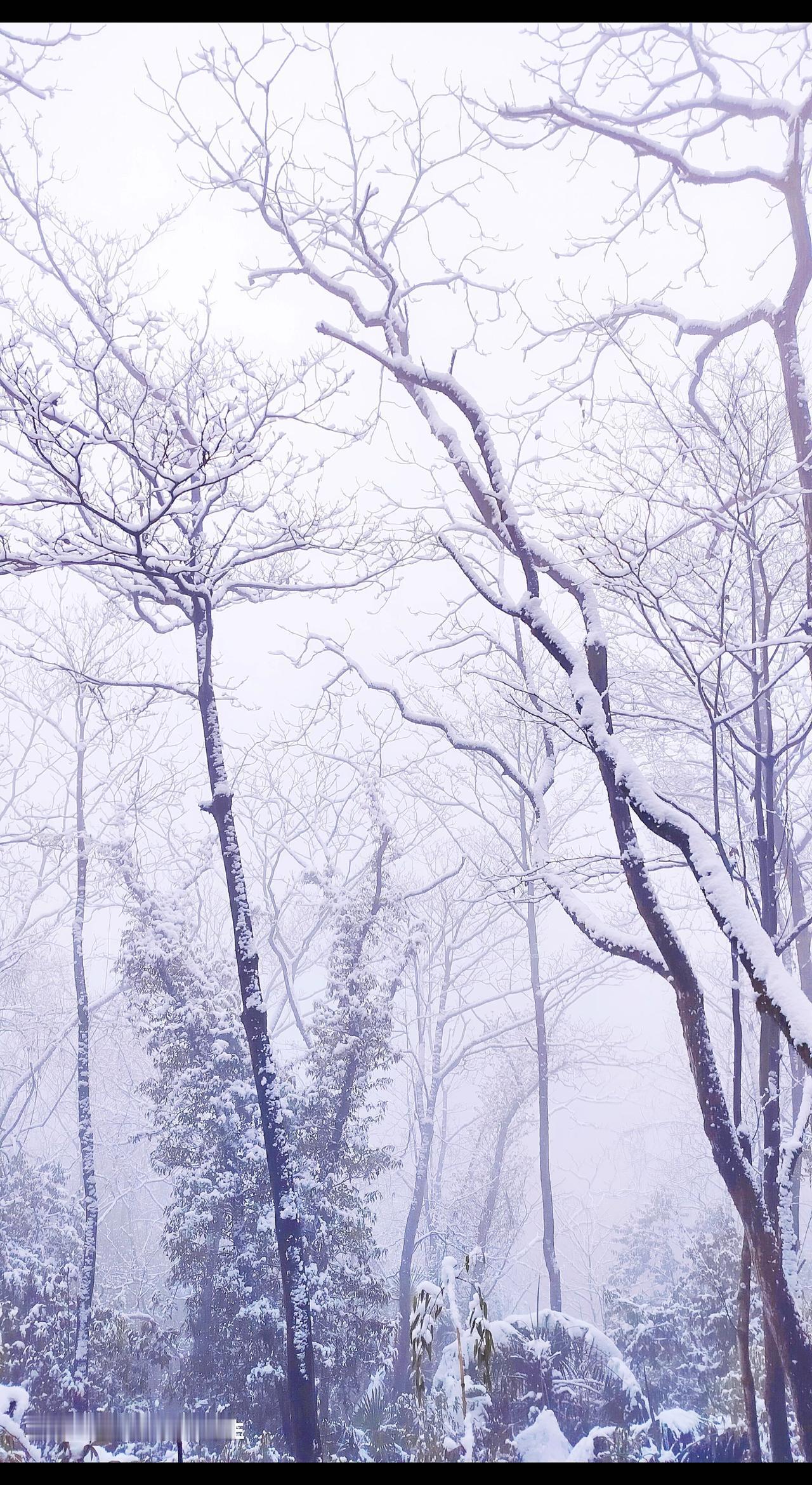 雪景之旅 王博生手机摄影 青城后山雪景