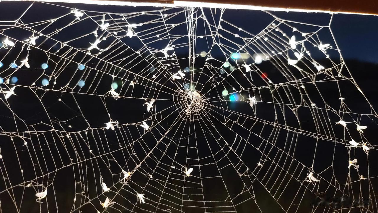 病人发信息伤心的说：大夫，我的药丢了。
问了原委，原来小哥把代煎的药送到单位门口