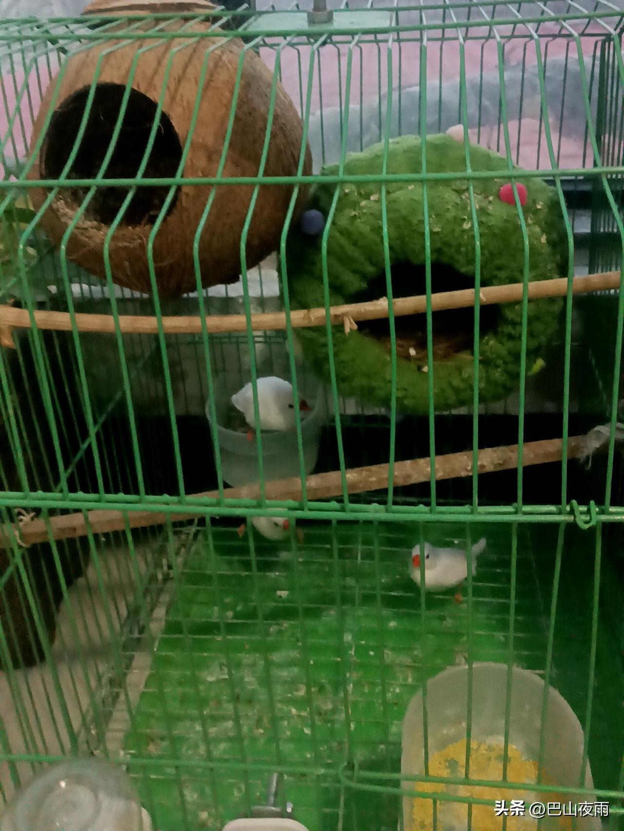 珍珠鸟也太可爱了吧！
 
刚给家里的珍珠鸟换了新椰壳窝，小家伙们立马凑上去，圆滚