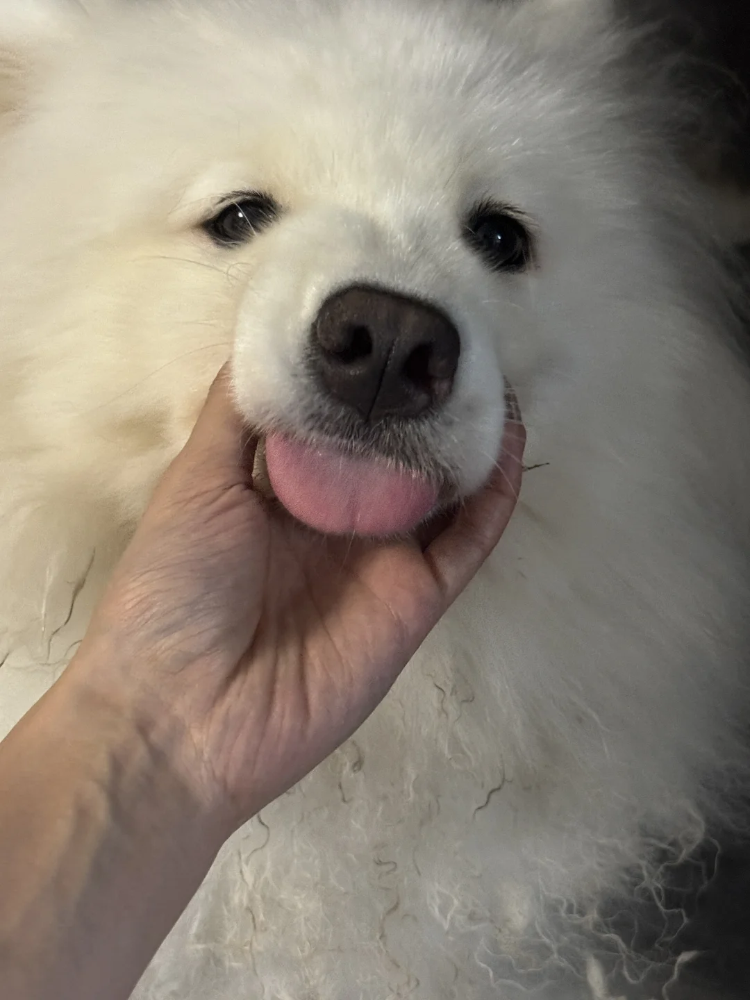 你就欺负小狗我吧