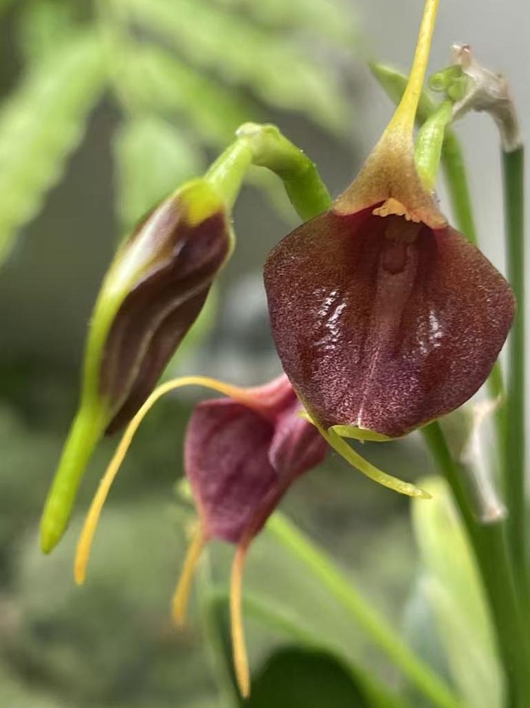 不靠颜值靠实力，没有艳丽的色彩，仅靠三枚萼片，成为了兰科家族中一位特立独行的“魔