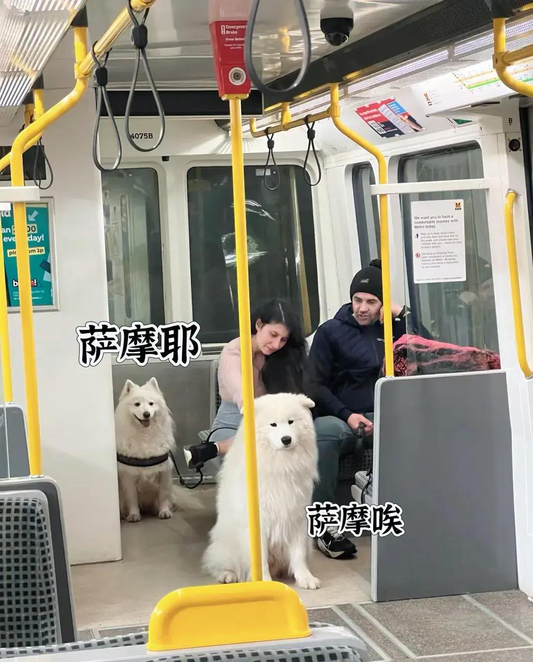 在英国🇬🇧地铁上遇到一只萨摩耶和一只萨摩唉！
