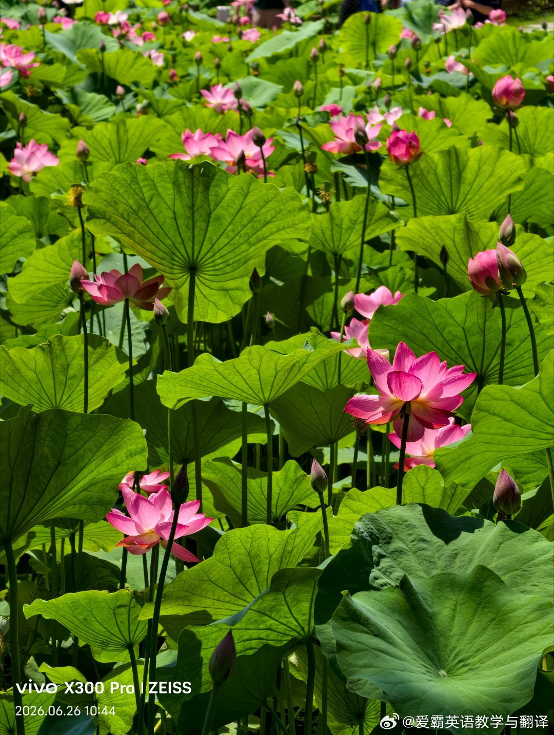 以荷花之名 赴一场仲夏之约   烟台·烟台东山宾馆(环山路)