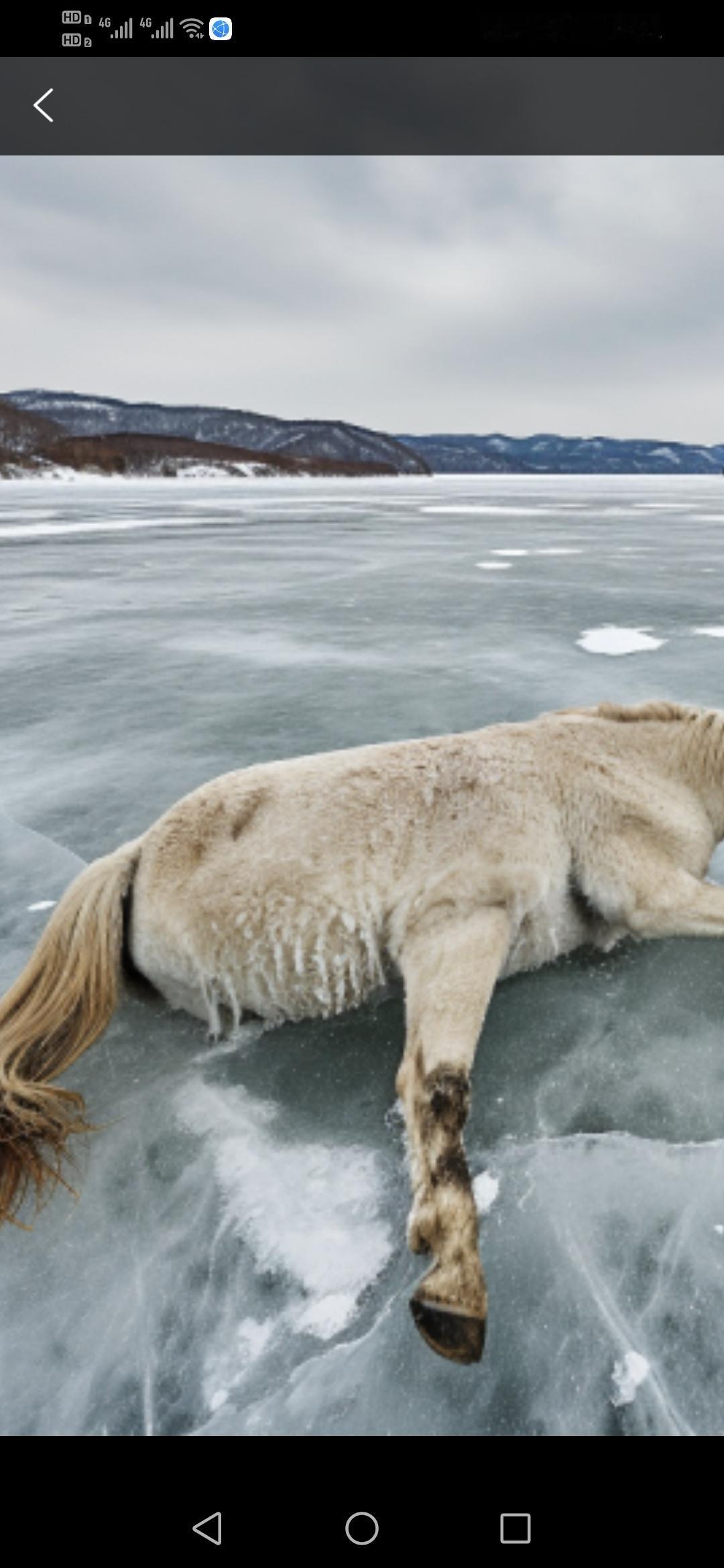 黑龙江一水库冰面下惊现13匹被冻死的马，这究竟是怎样的一个悲剧呢？
近日，黑龙江