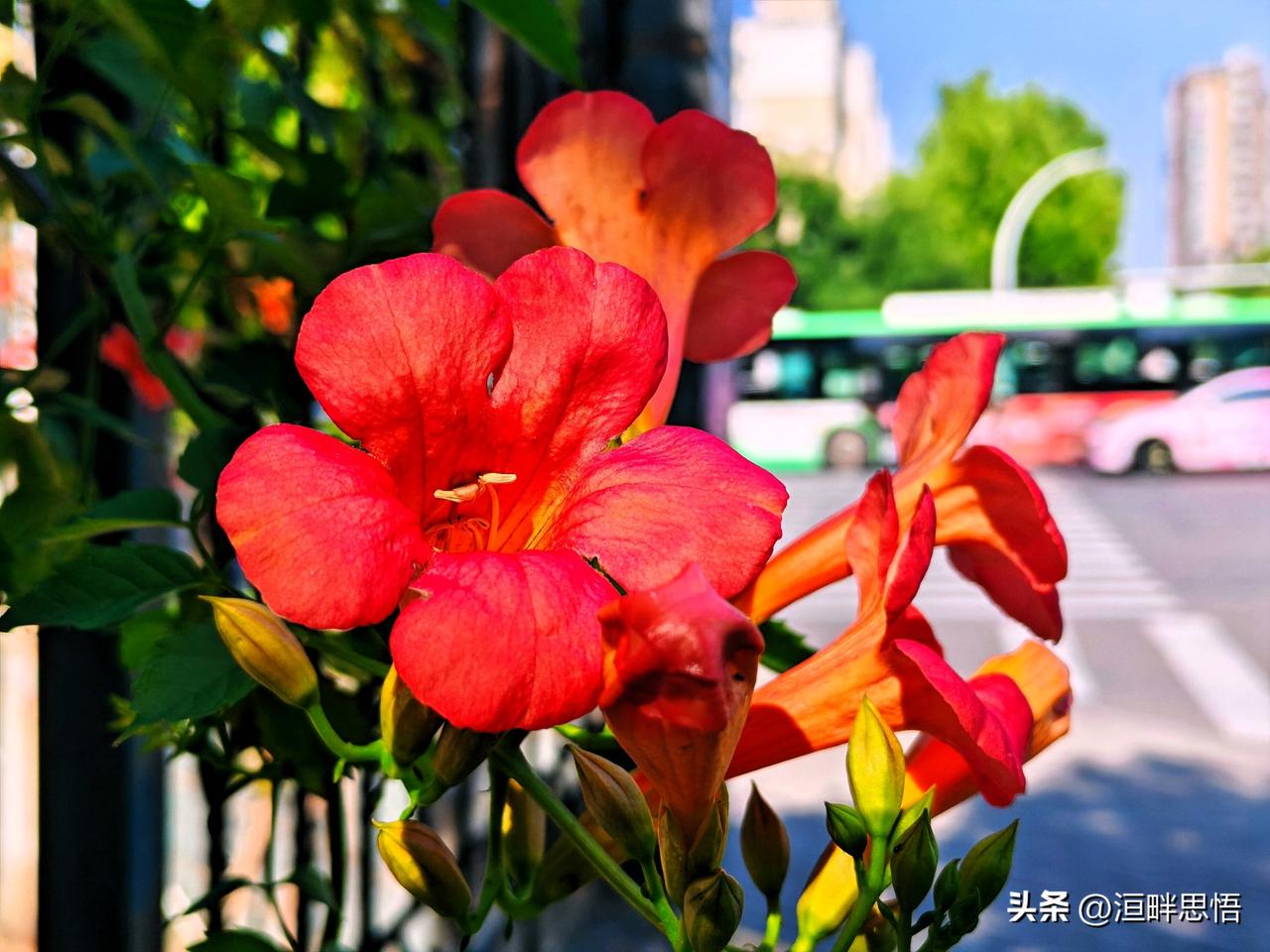 红艳映街市，花影入诗行。