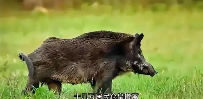 日本核污水已经排了14万吨！福岛"超级猪"又炸了，你敢信？

朋友们，日本福岛又