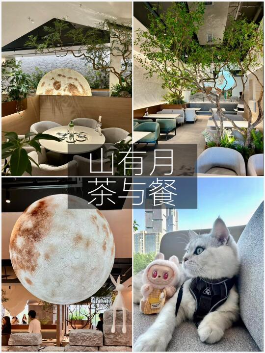 郑州东区！山月主题约会餐厅！女友和猫很满意