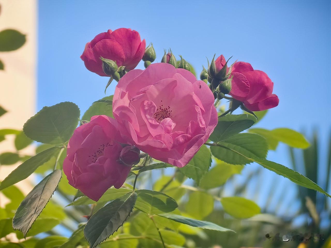渭南月季花墙开始打卡了，位于渭南市临渭区西六路朝阳一号安吉拉月季花墙开始盛开。路