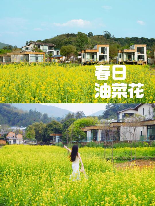 广州1.5h｜被油菜花包围的山野秘境