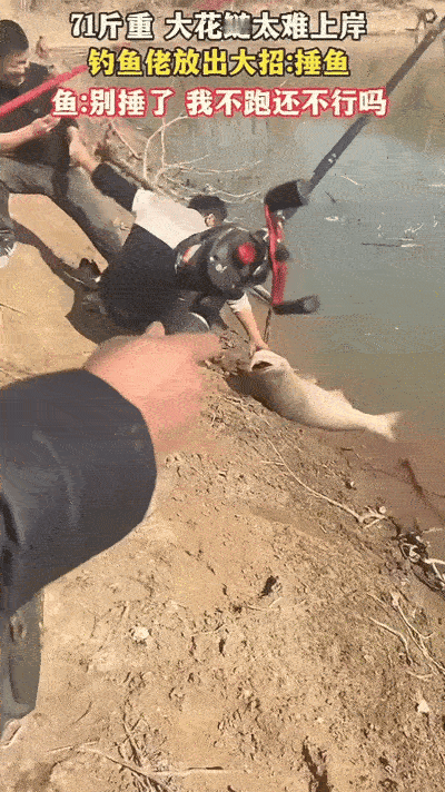 “这能吹一辈子！”河北，一男子在野坑钓鱼，起竿时以为挂底了，没想到水下传来巨大的