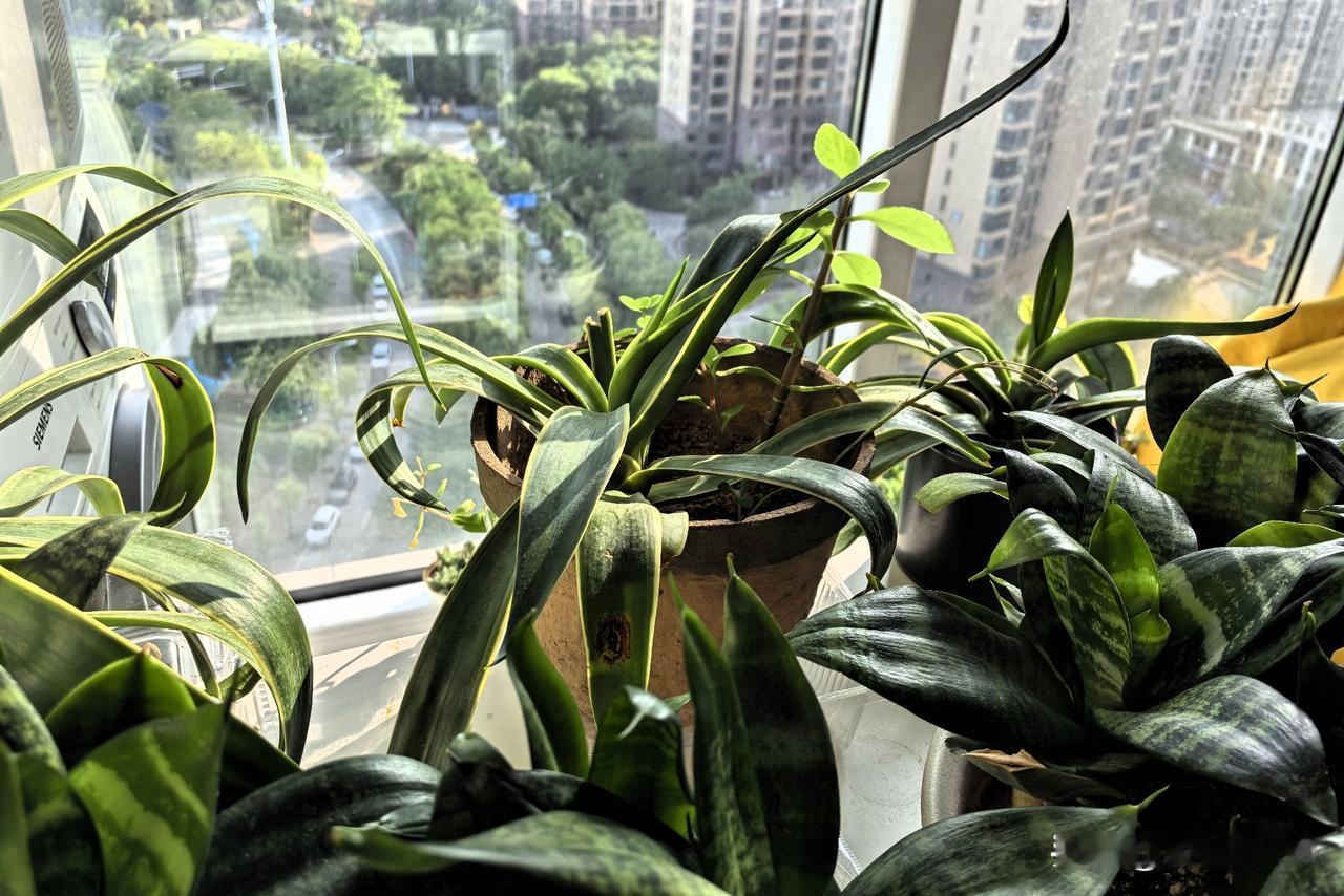 早晨的太阳极好，阳光一缕一缕的温柔着，明亮且和润。

每一小盆栽都被照耀。情绪被