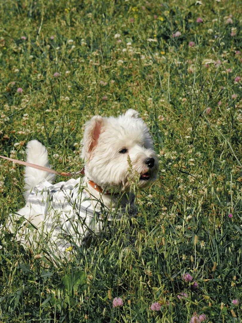 小狗勇闯新疆第五站：人超多的那拉提