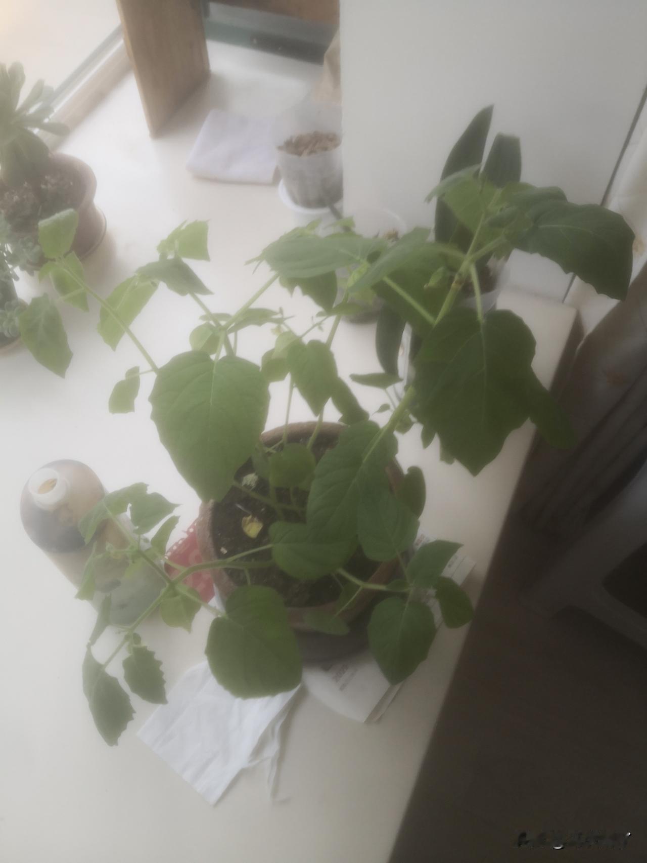 没有想到骗子都骗到某条商城里来了。前几天在网上商城买了蓝莓种子，发货很快，马上种