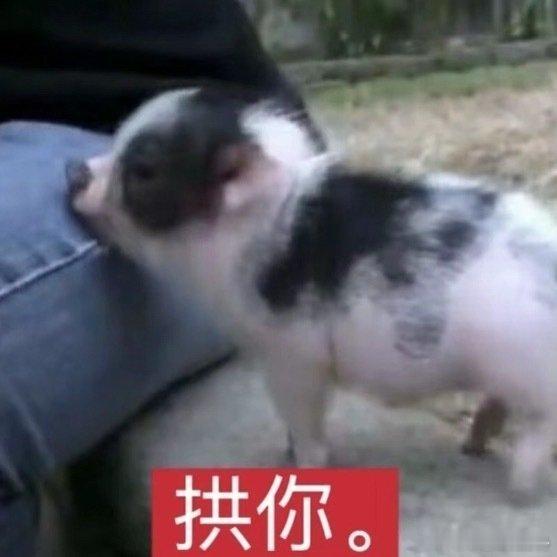 张极 你 不要 拱人家。张极05后第一男歌手 ​​​