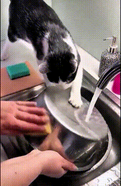 哎妈呀！瞅瞅俺家这奶牛猫，真是个勤快嘞小憨包！主人搁水槽边洗盆嘞，它扒着盆沿儿也