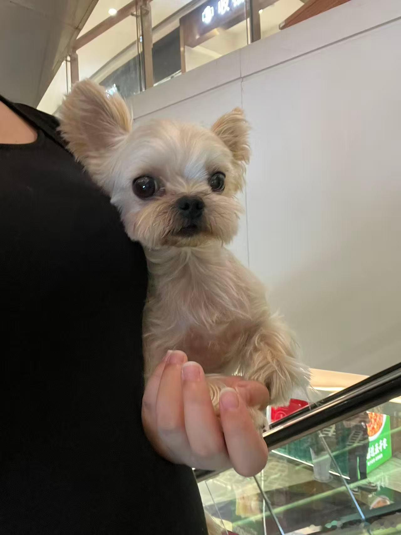 铁铁们 这个是我的小🐶 怎么样可爱不[举手]大家猜猜它的名字  ​​​