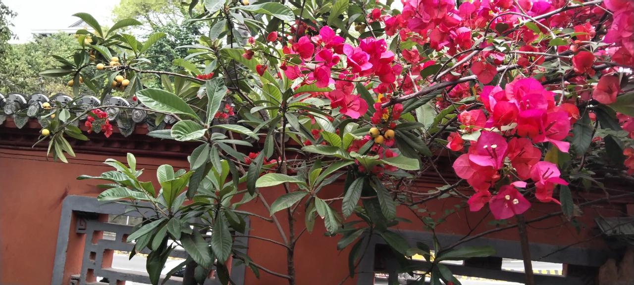 娇艳的三角梅真好看