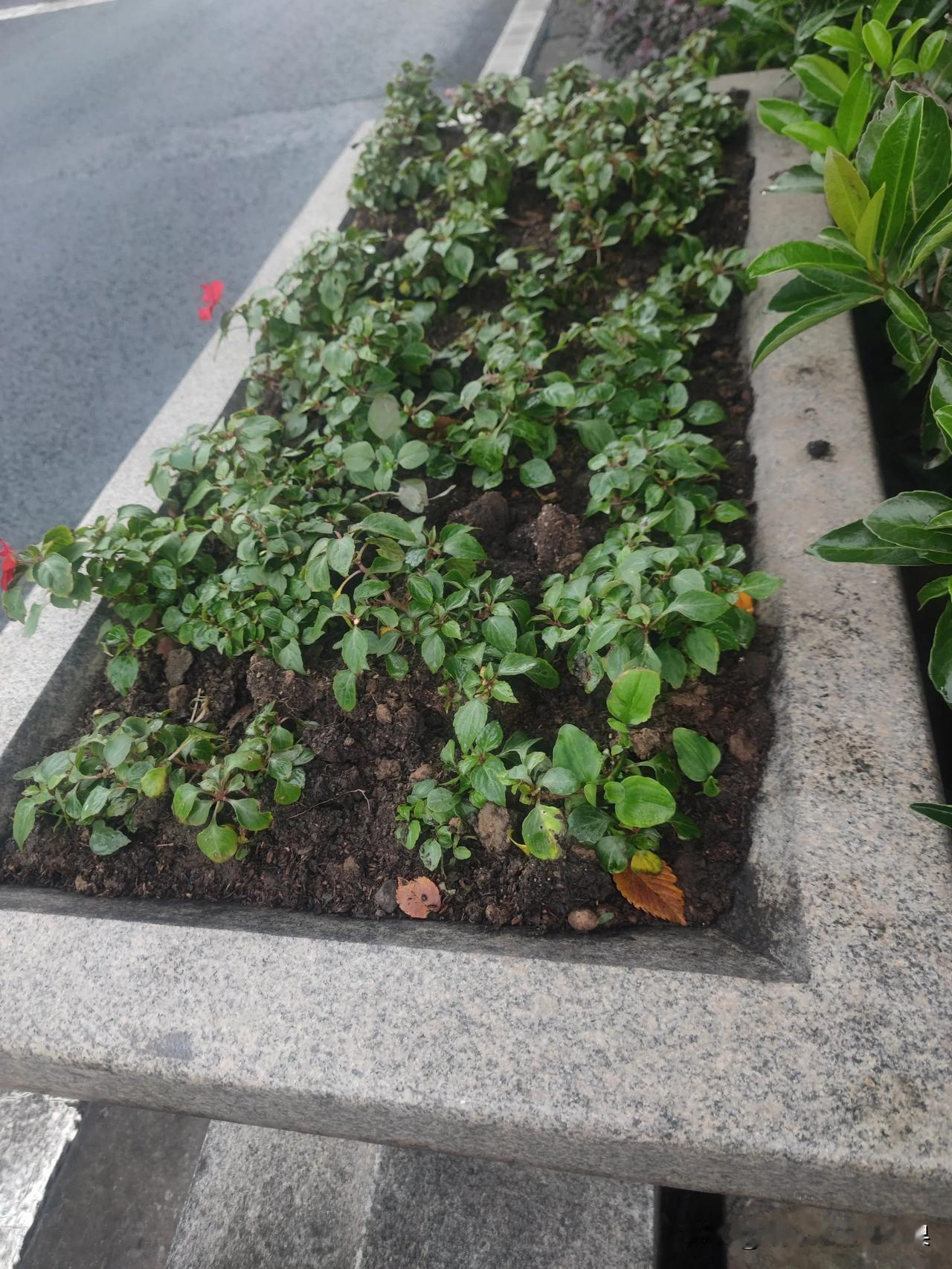 能不能把花在道路换花的钱直接花在我身上

我也可以像花一样，成为道路上一道靓丽的