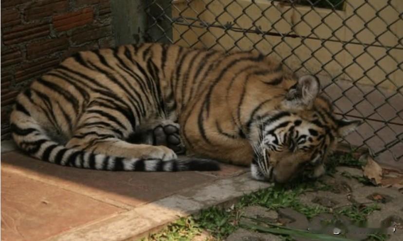 泰国清迈动物园暴发疫情，据泰国官方通报，目前园内264只老虎，1在短短12天的时