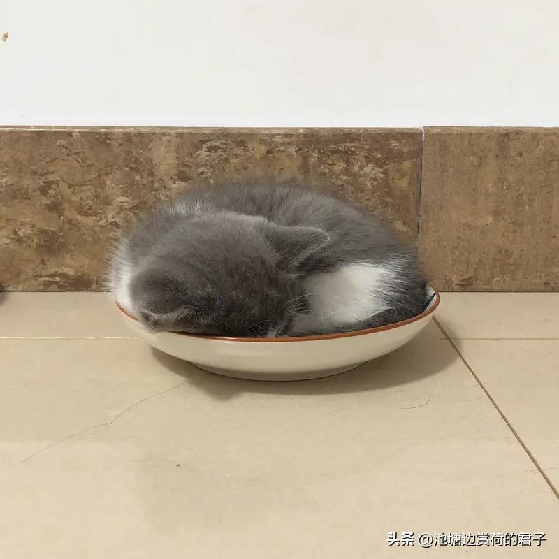 饿着肚子睡觉对身体是不是也不好? 饿着肚子睡觉还真不是啥好事。我有段时间减肥，晚