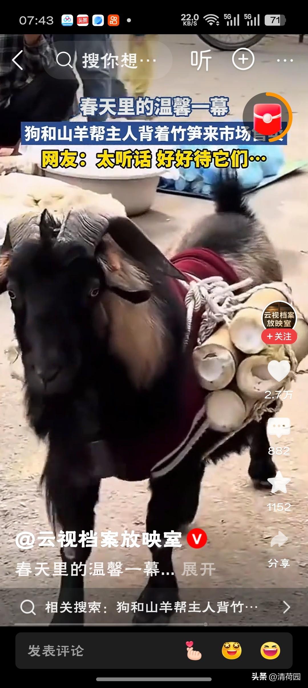 狗和山羊帮主人背竹笋来市场售卖山羊驮笋稳如老狗，狗狗挎篮萌翻全场，这“跨界组合”