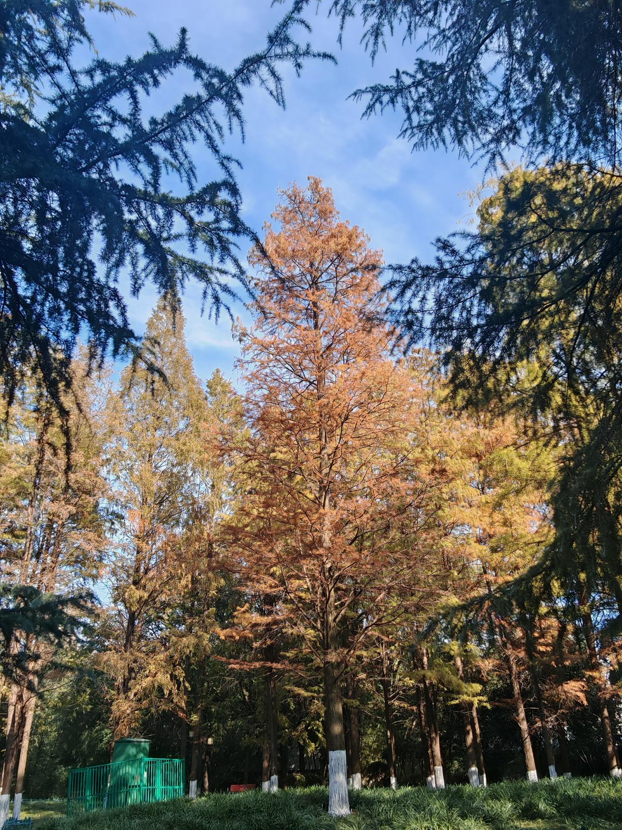 小雪季确实更好！11月22或23日，太阳到达黄经240°，小雪就来了，它是冬季第